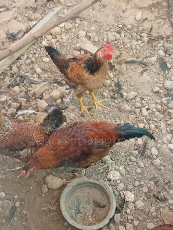 Kukulan