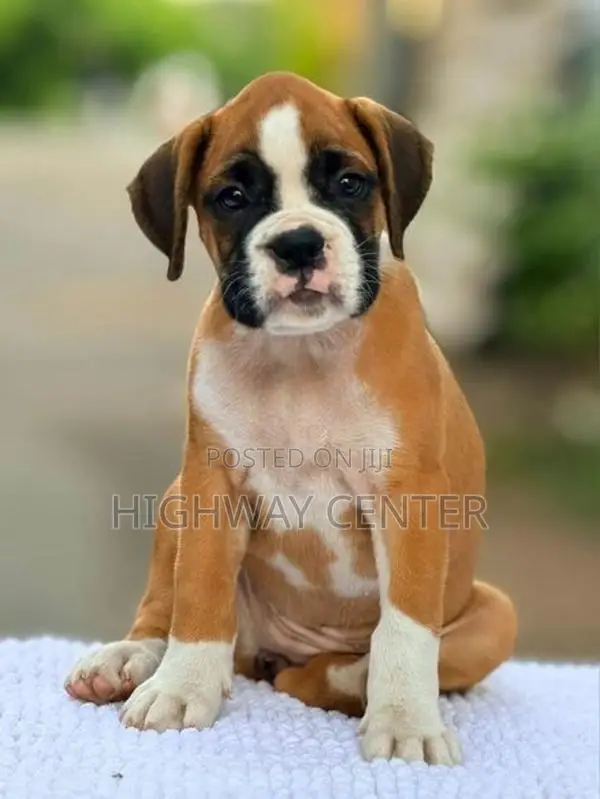 Boxer