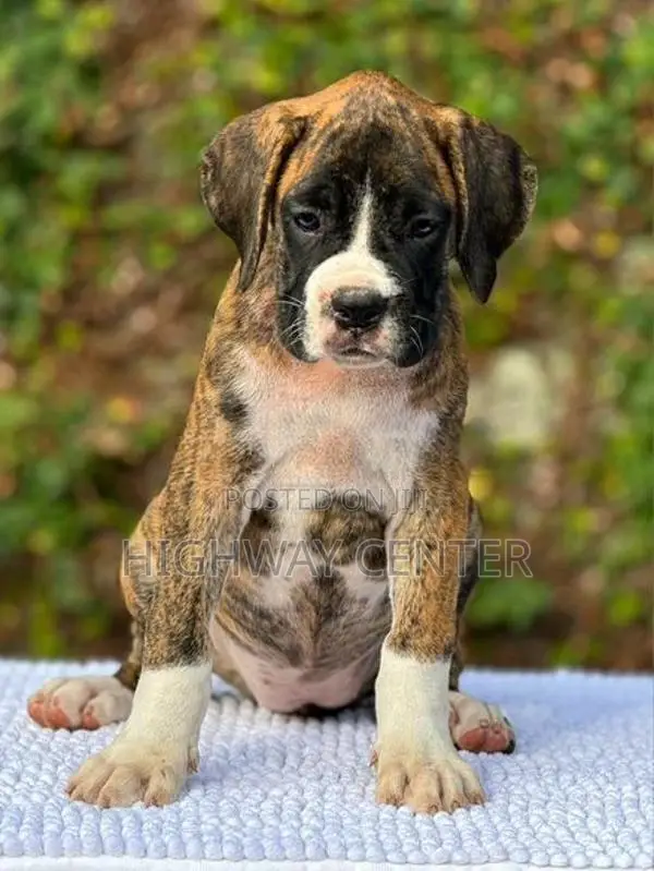 Boxer