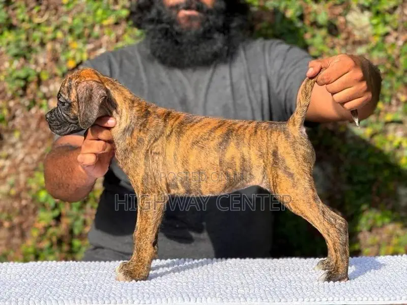 Boxer