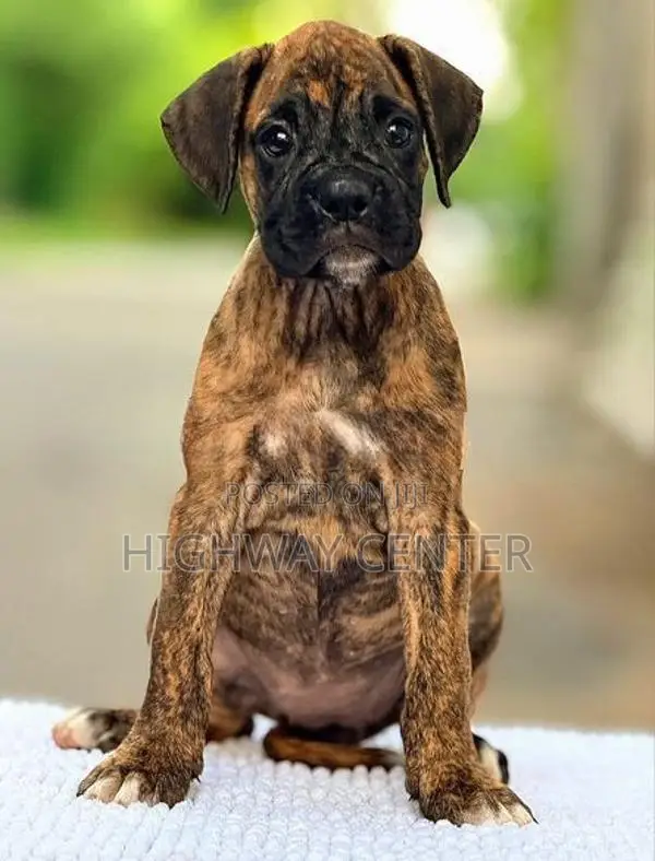 Boxer