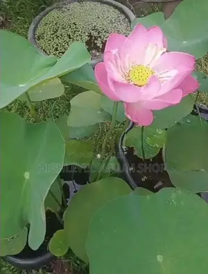 නෙළුම් පෝච්චි