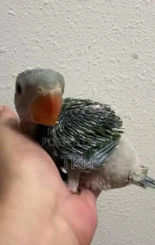 Conure Parrot Chick