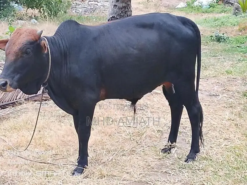 ஆண் மாடு