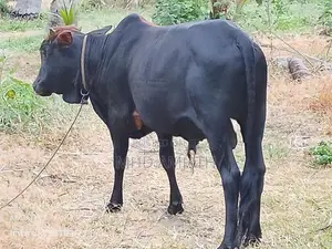 ஆண் மாடு