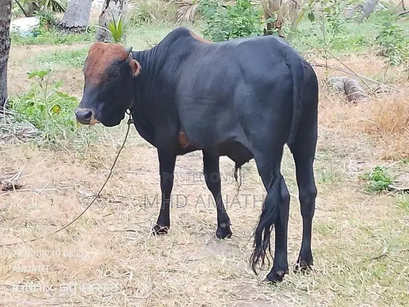 ஆண் மாடு