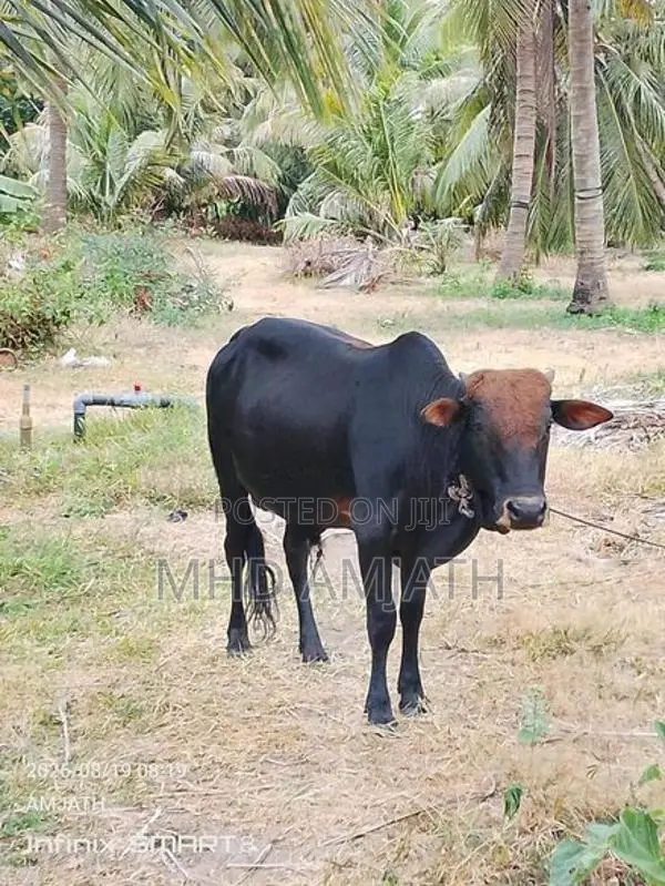 ஆண் மாடு