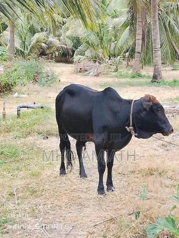 ஆண் மாடு