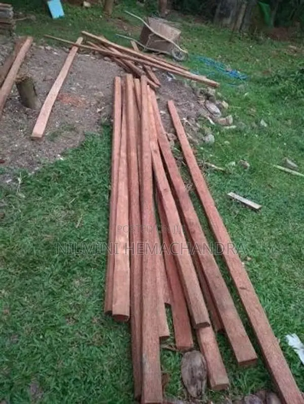 යට ලී, පරාල! අවුරුදු 60 වයසැති පොල් ගස්වල ලී
