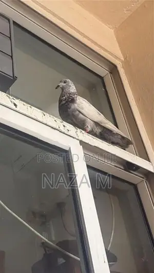 Pigeon