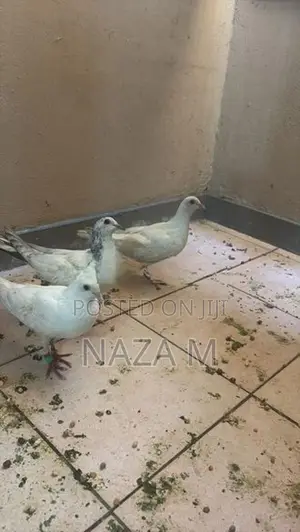 Pigeon
