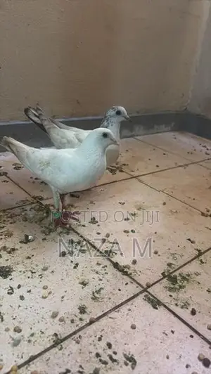 Pigeon