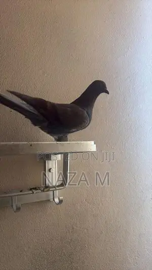 Pigeon