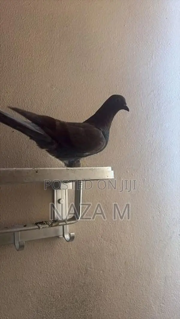 Pigeon