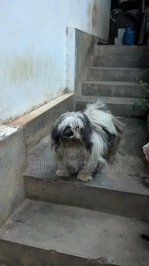 Shih Tzu