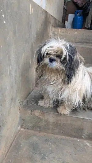 Shih Tzu
