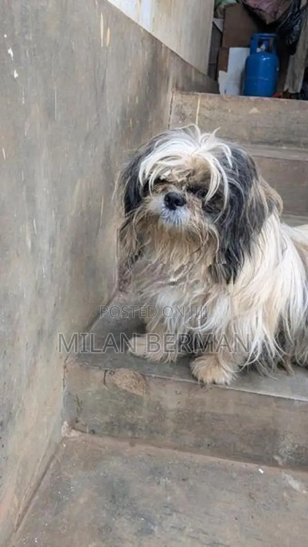 Shih Tzu