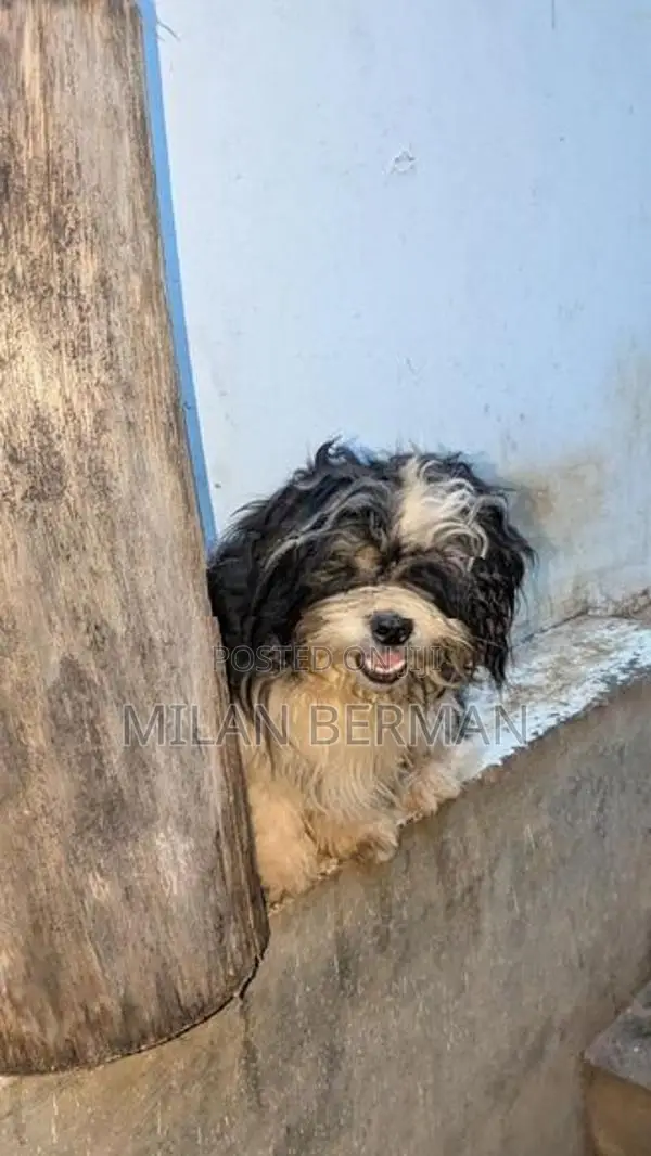 Shih Tzu