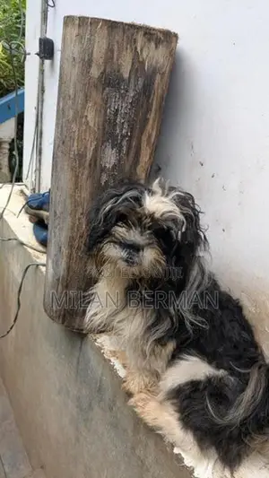 Shih Tzu