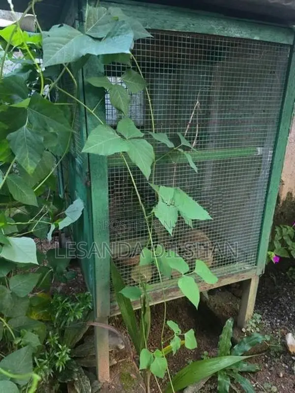 කුරුලු කූඩු