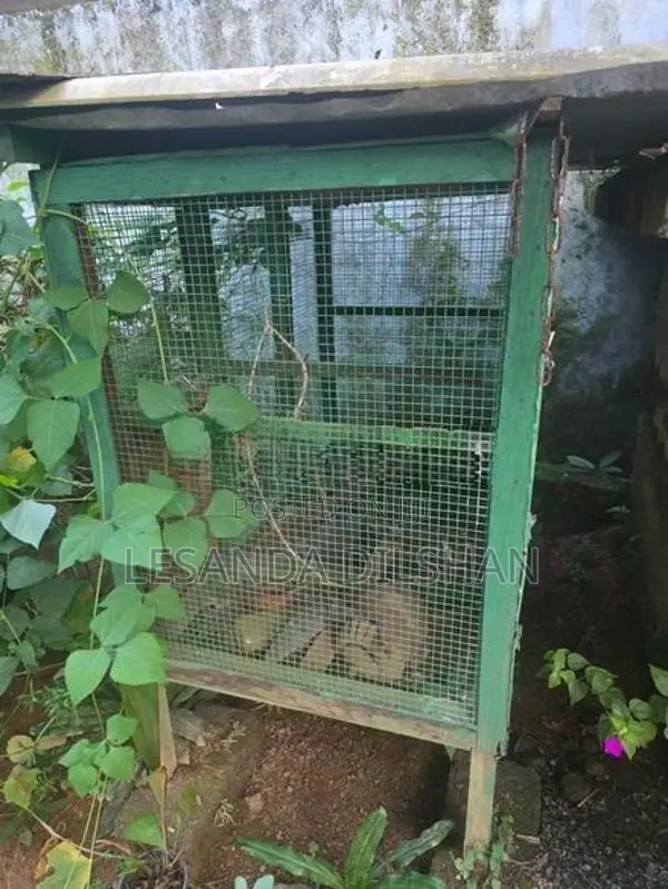 කුරුලු කූඩු