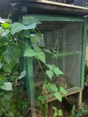 කුරුලු කූඩු
