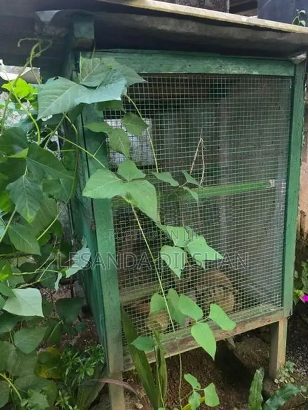 කුරුලු කූඩු