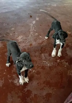 Great Dane Dog