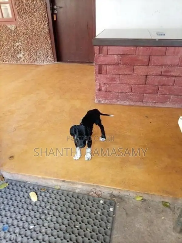 Great Dane Dog
