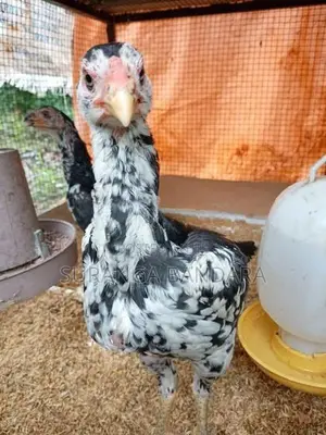 Farm Chicks
