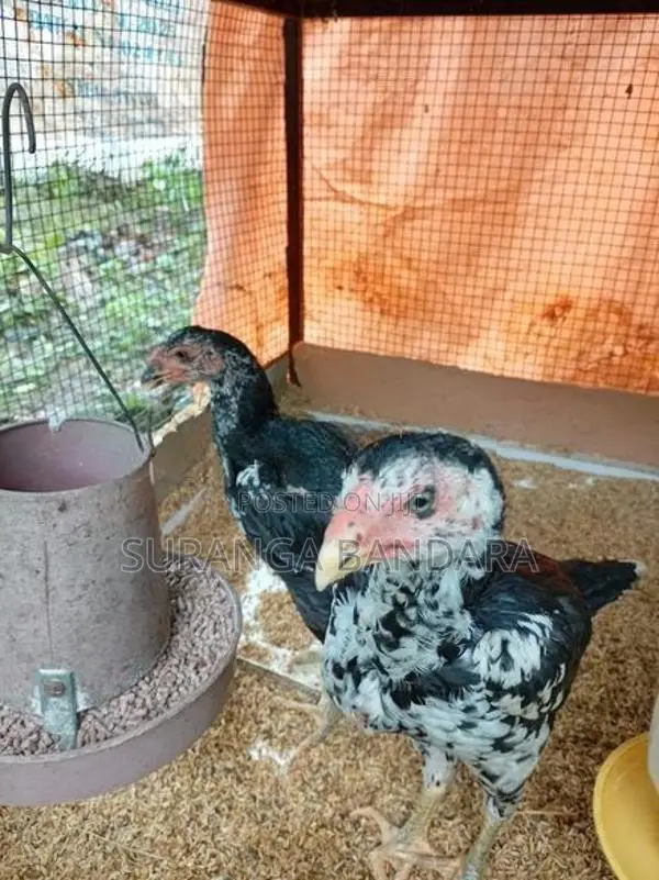 Farm Chicks