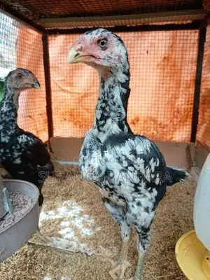 Farm Chicks