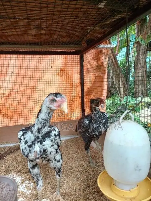 Farm Chicks