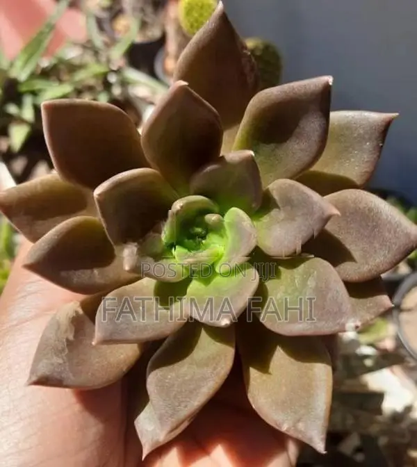 Cactus Plant