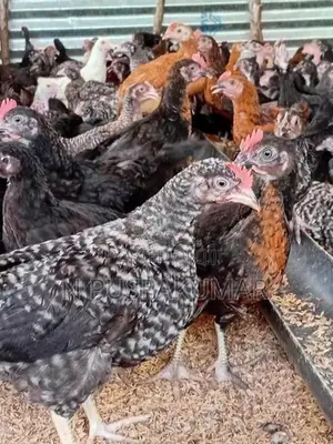 விறாத்துப் பருவ ஊர்க் குஞ்சுகள்