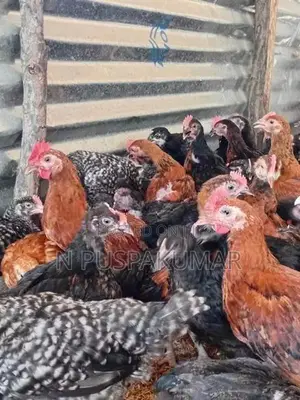 விறாத்துப் பருவ ஊர்க் குஞ்சுகள்