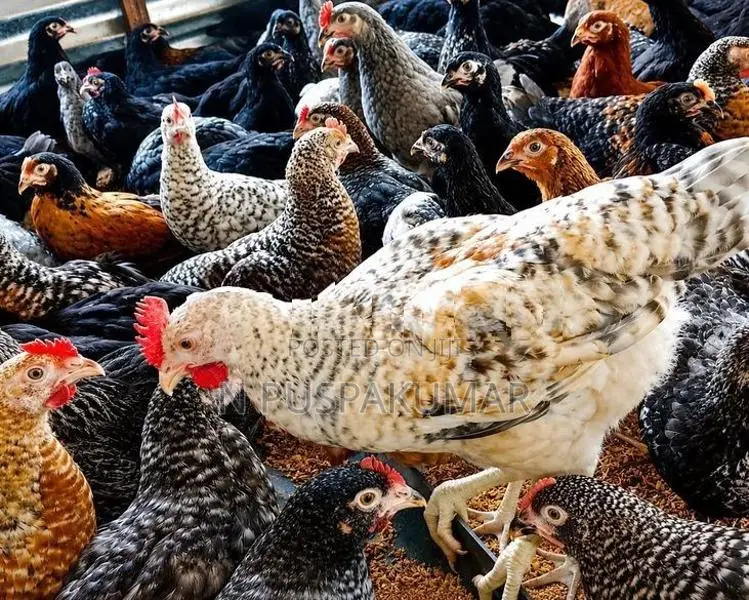 விறாத்துப் பருவ ஊர்க் குஞ்சுகள்