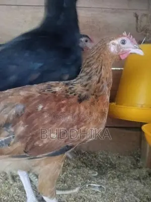 Farm Chick