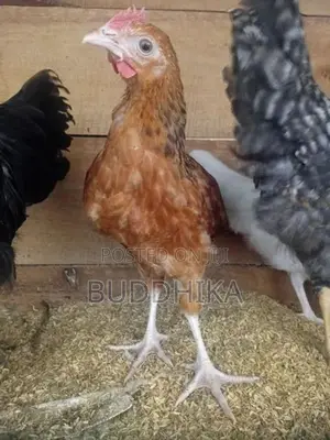 Farm Chick