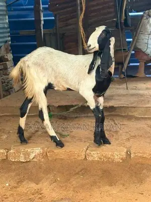 Farm Goat