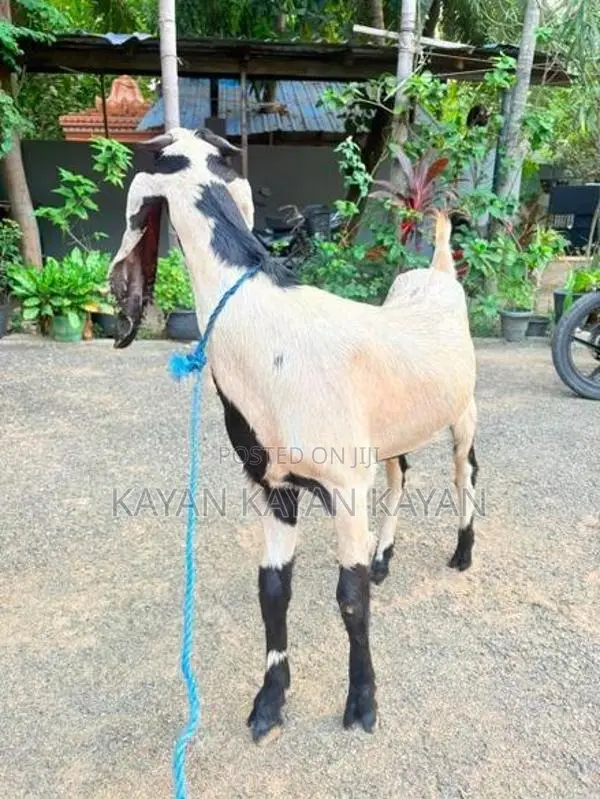 Farm Goat