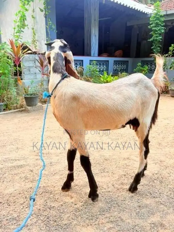 Farm Goat