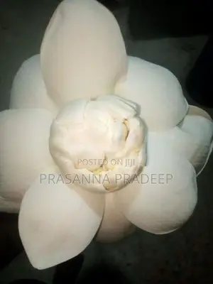 Fresh Nelum Flowers