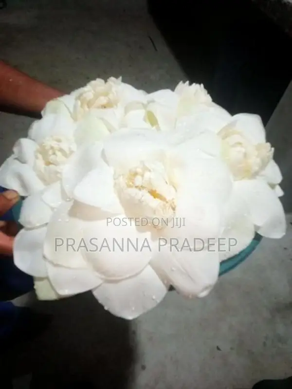 Fresh Nelum Flowers