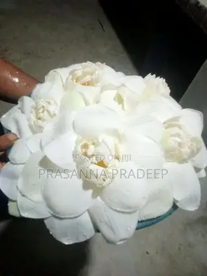 Fresh Nelum Flowers