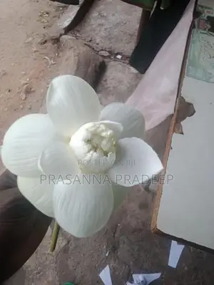 Fresh Nelum Flowers