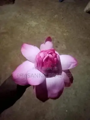Fresh Nelum Flowers