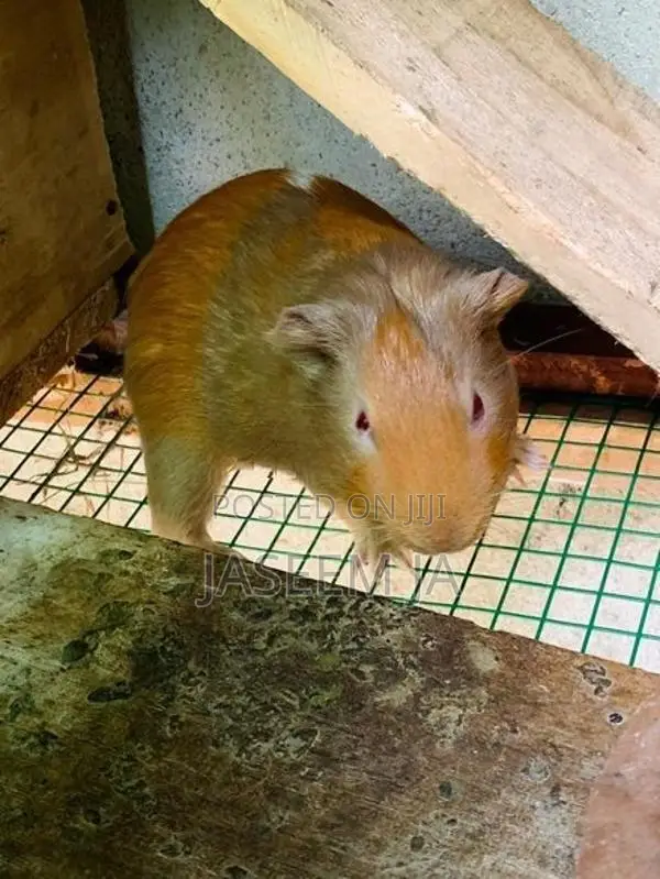 Guinea Pigs