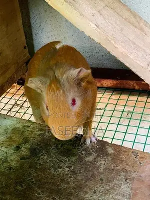 Guinea Pigs