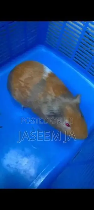 Guinea Pigs
